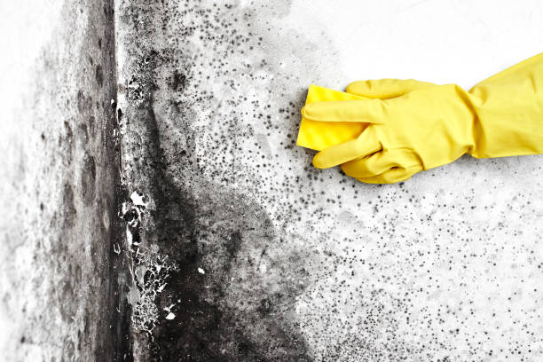 Best Mold Testing  in Orange, CA