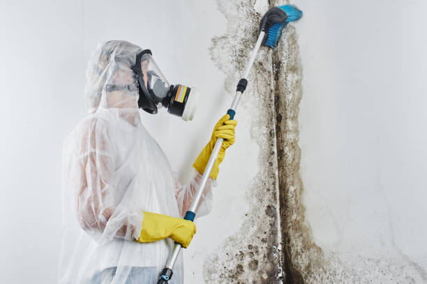 Best Mold Inspection  in Orange, CA