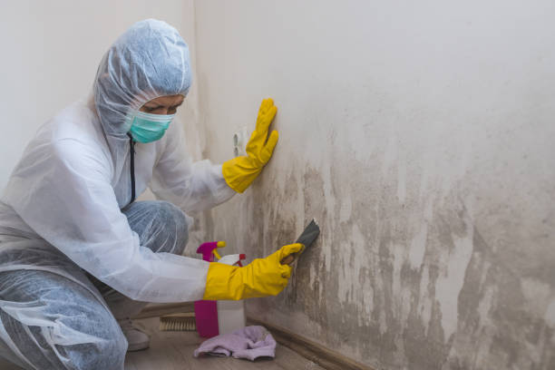 Best Mold Removal Specialists  in Orange, CA