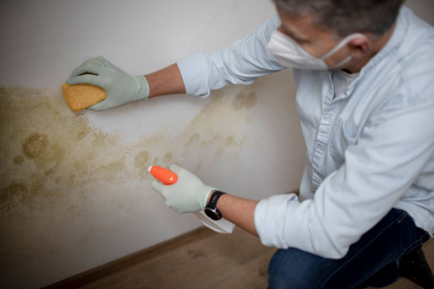 Best Toxic Mold Removal  in Orange, CA