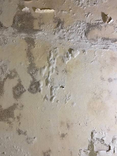Reliable Orange, CA Mold Removal Solutions