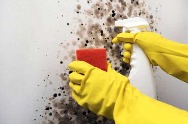 Best Attic Mold Removal  in Orange, CA