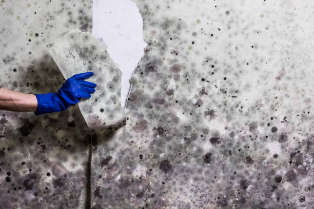 Best Commercial Mold Removal  in Orange, CA