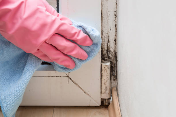Best Attic Mold Removal  in Orange, CA