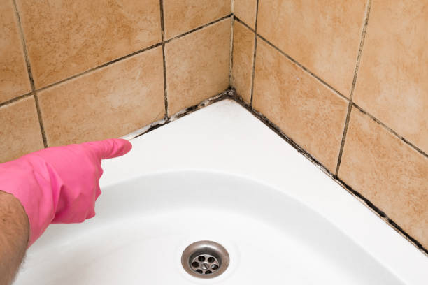 Best Fast Mold Removal  in Orange, CA