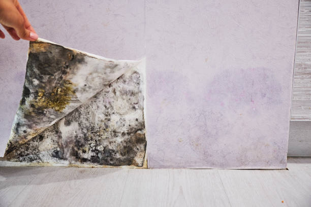 Attic Mold Removal in Orange, CA